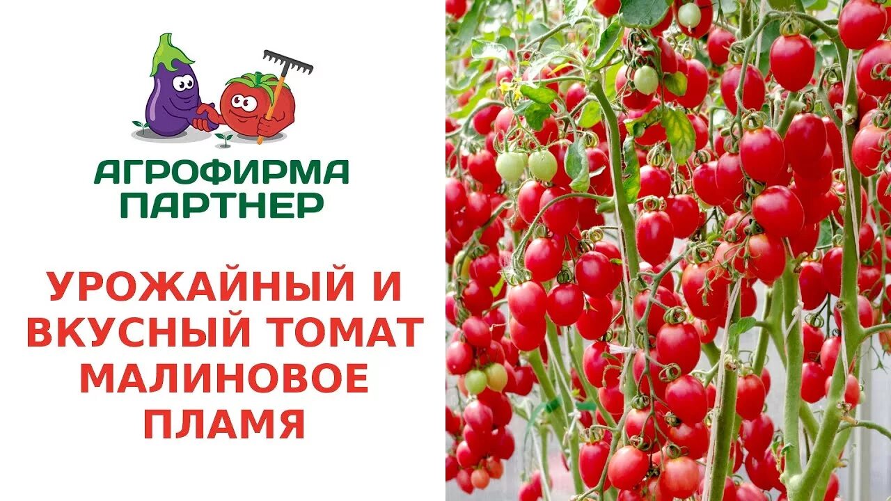 Томаты малиновое пламя описание фото отзывы. Томат малиновое пламя f1. томат малиновое пламя фирмы партнер. томат малиновое пламя f1 партнер. семена партнер, томат малиновое пламя.