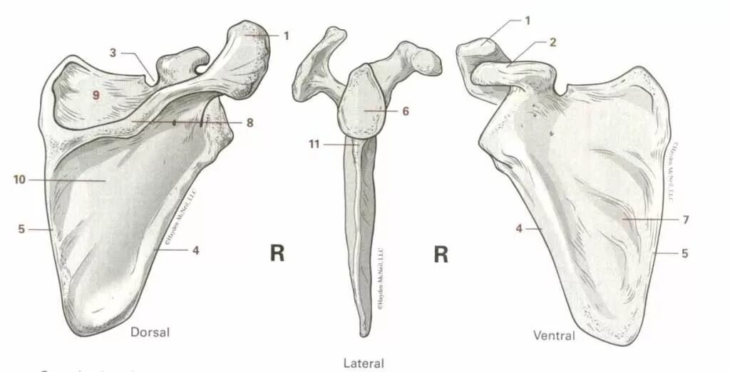 Лопатка анатомия Синельников. Клювовидный отросток лопатки анатомия. Акромиальный отросток лопатки анатомия. Лопатка scapula.