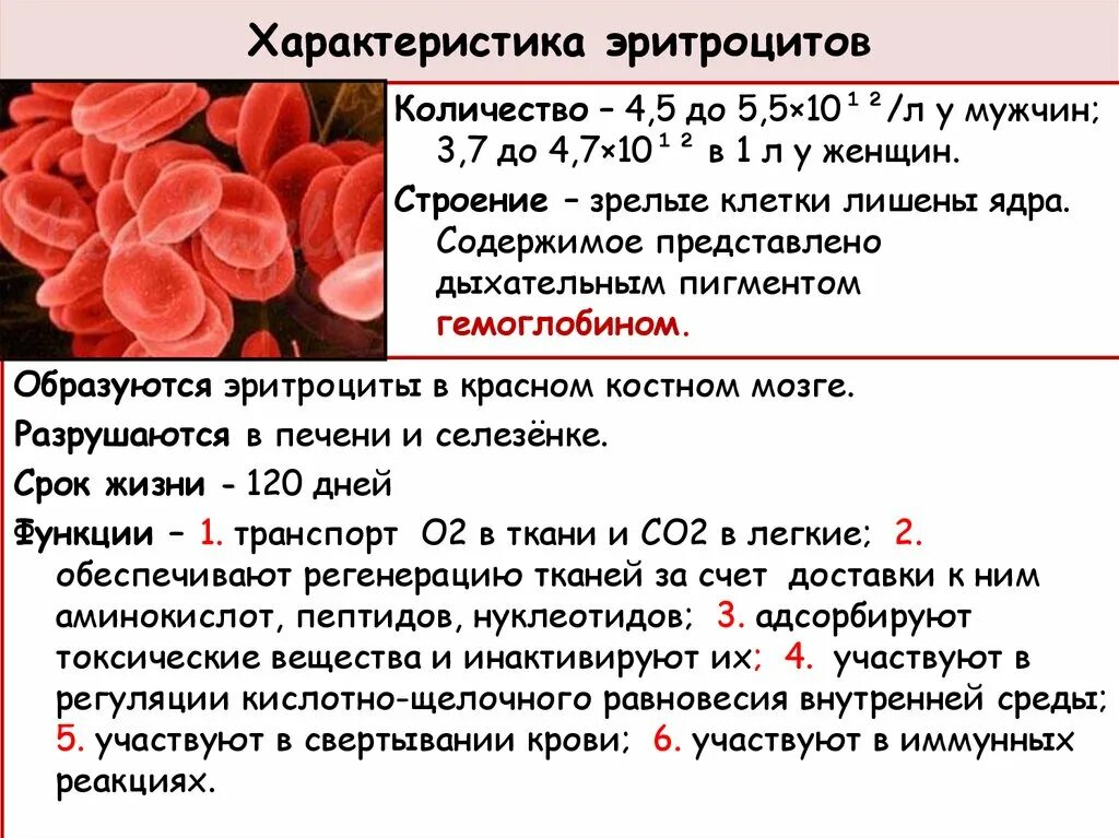 Изменения свойств эритроцитов при тропической малярии проявляются. Характеристикаритроцитов. Характеристика эритроцитов. Функциональные особенности эритроцитов. Охарактеризуйте эритроциты.