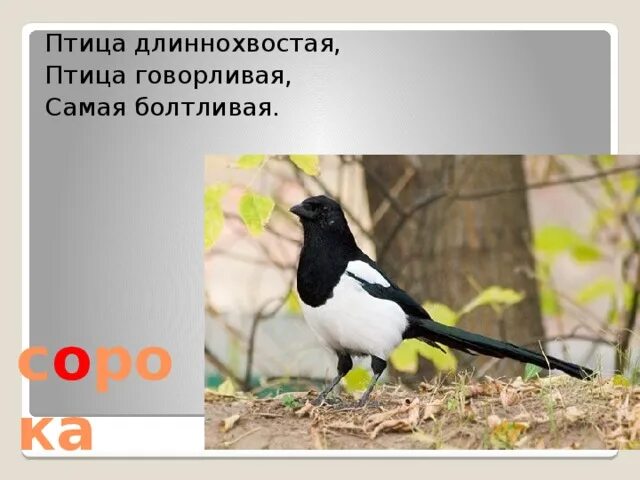 Птица говорливая самая болтливая. Непоседа пестрая птица длиннохвостая. Птица говорливая самая болтливая. Длиннохвостая белобокая болтливая. Птица говорливая самая болтливая.