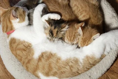 Кормящая кошка во сне женщине