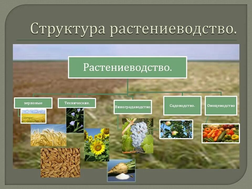 Составить сх. Структура растениеводства. Основные отрасли растениеводства. Структура сельского хозяйства Растениеводство. Отраслевой состав растениеводства.