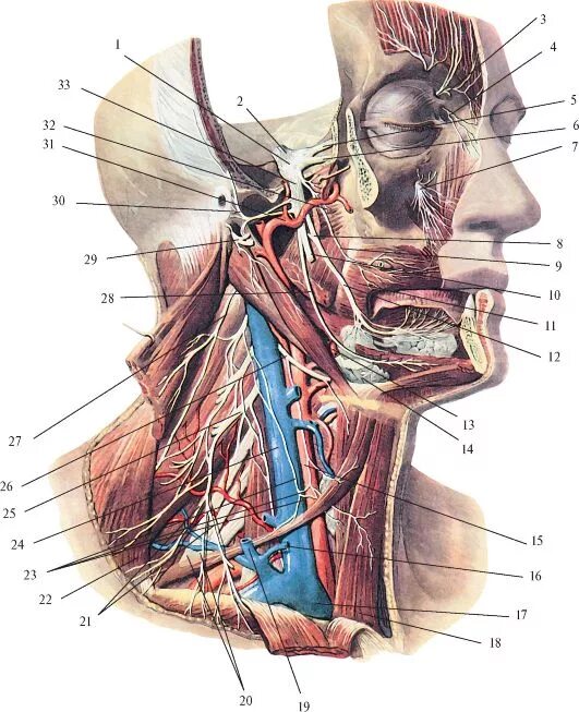 Анатомия головы и шеи тройничный нерв. Подъязычный нерв нерв топография. Тройничный нерв в топографии головы. Нервы лицевой области