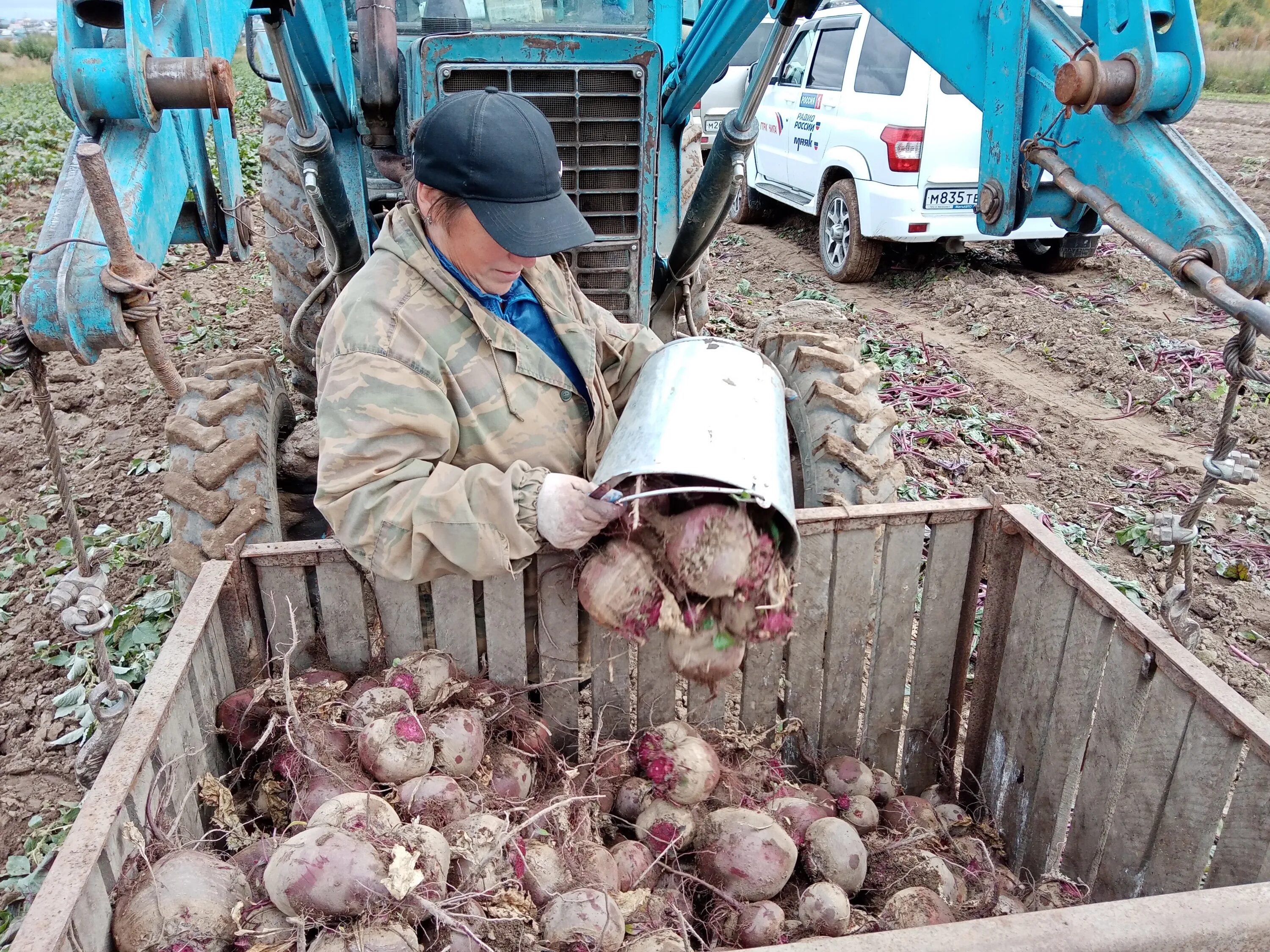 Урожайность картофеля составляет. Урожай картофеля. Картошка в Забайкалье. Ведро картошки. Урожай картофеля с гектара.