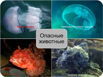 Опасно ли черное море для человека