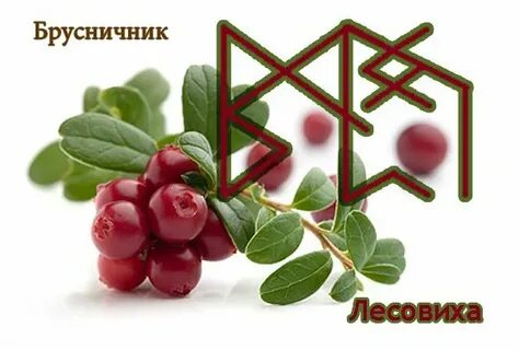 Став почечный