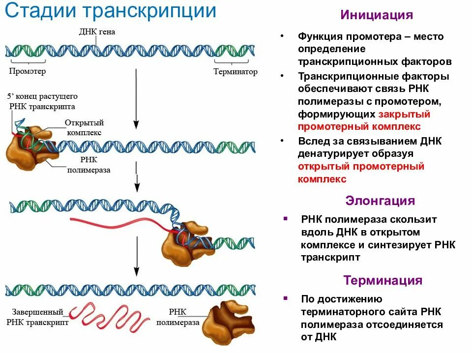 Концы транскрибируемая днк. Транскрипция РНК этапы. Этапы процесса транскрипции и трансляции. Этап элонгации в репликации ДНК. Инициация репликации ДНК схема.