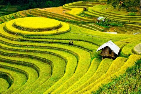 Как выращивают рис во вьетнаме - 97 фото