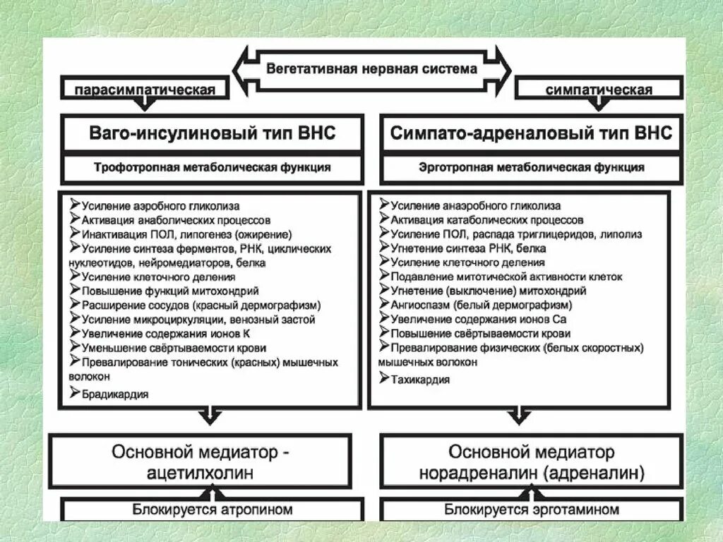 Парасимпатическая вегетативная нервная система функции. Функции симпатической и парасимпатической нервной системы таблица. Разница симпатической и парасимпатической нервной системы. Симпатическая и парасимпатическая нервная система таблица. Функции парасимпатической вегетативной нервной системы.