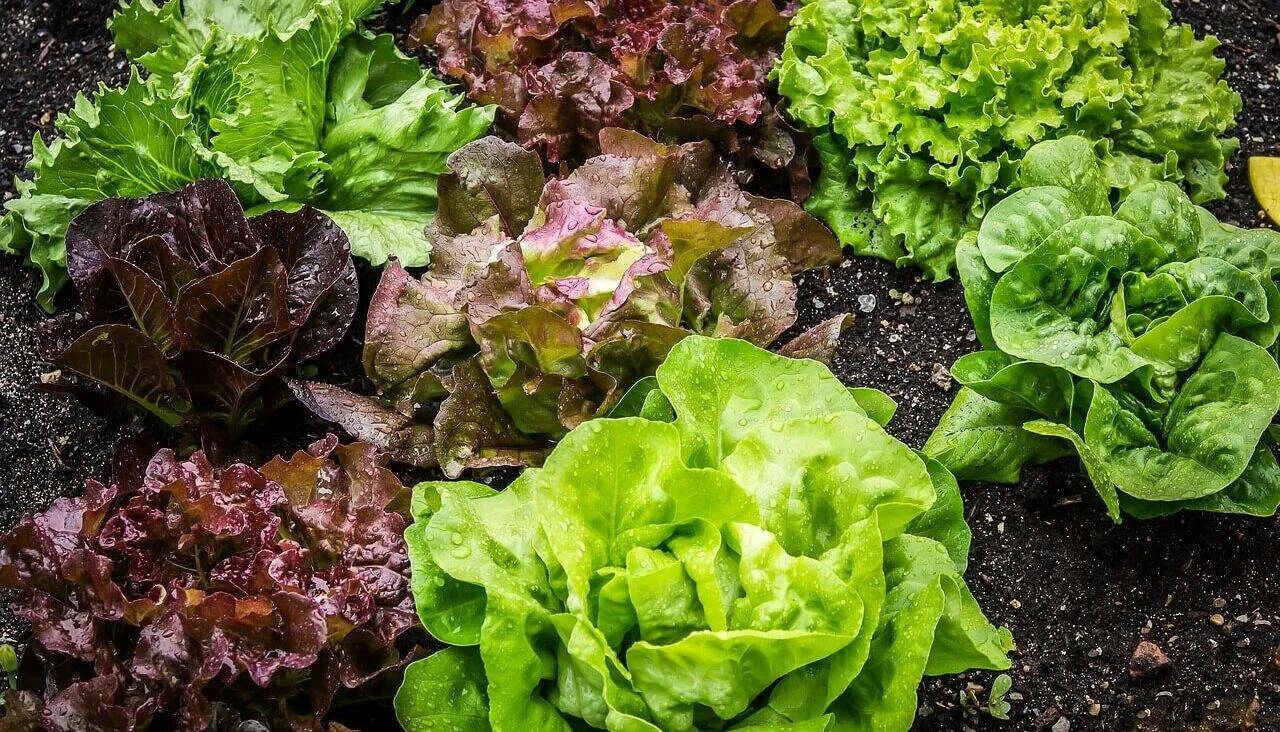 Какие овощи растут в полутени. Латук lettuce. Латук посевной кочанный. Салат латук кочанный. Салат латук листовой.