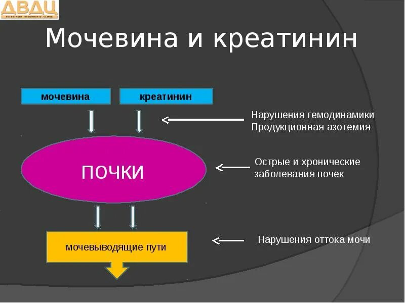 Креатинин повышен. Влияет ли креатин на почки. Почки и повышенный креатинин. Критические показатели креатинина. Влияет ли креатин на почки.