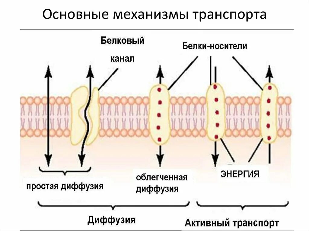 Механизм активного транспорта. Активный транспорт. Первично активный транспорт. Активный механизм транспорта веществ это.