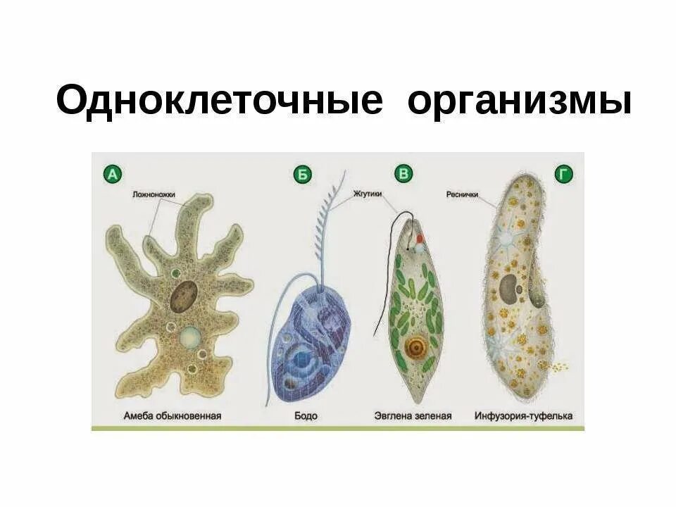 Простейшие многоклеточные или одноклеточные организмы. Бактерии одноклеточные и многоклеточные. Одноклеточный представитель царства животных. Одноклеточные эукариоты представители. Животных называют многоклеточными