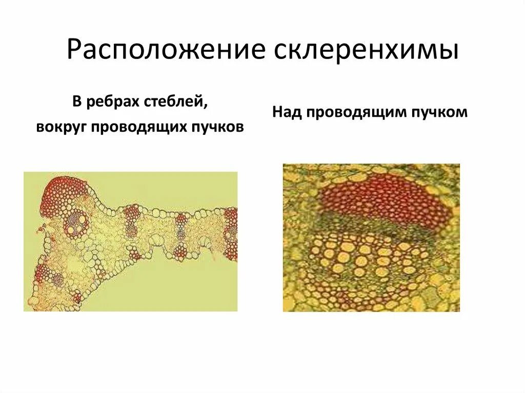 Защитную функцию растений выполняет ткань. Механическая ткань растений склеренхима. типы склеренхимы. склеренхима расположение в растении. склеренхима строение.