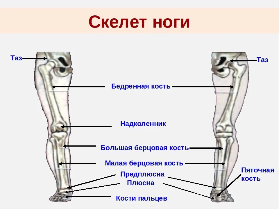 Берцовая кость 4) бедренная кость. Скелет человека берцовая кость ноги. Строение скелета голени. Большая берцовая и малая берцовая кость. Скелет человека бедро