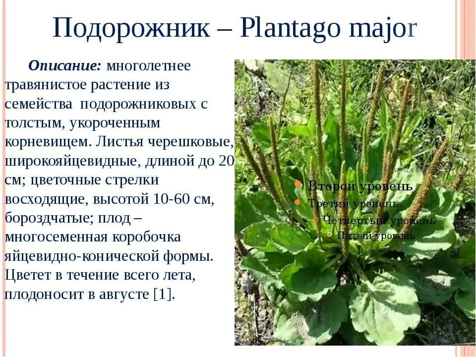 Подорожник Плантаго. Подорожник тонкоцветковый. Подорожник большой лекарственное растение. Подорожник многосемянный. Подорожник так назван