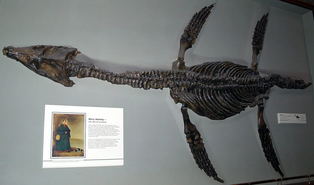 Плезиозавр РОМАЛЕОЗАВР. Эласмозавр скелет.