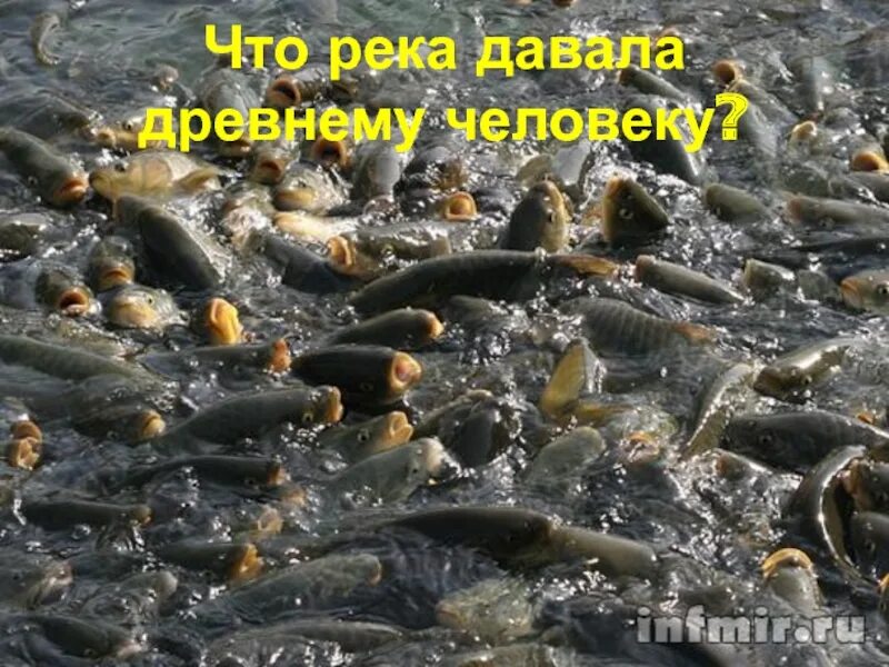 Рыбы онежского озера. Рыба кишит. Рыба уек. Миграция горбуши. Рыба кишмя кишит.