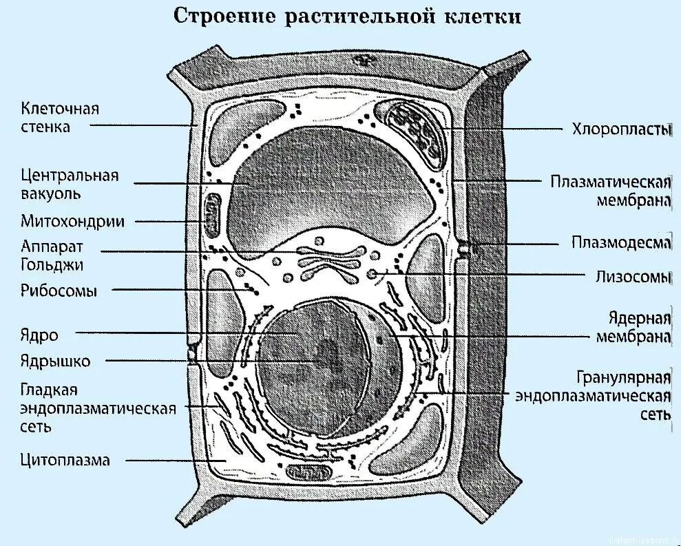 Что входит в растительную клетку