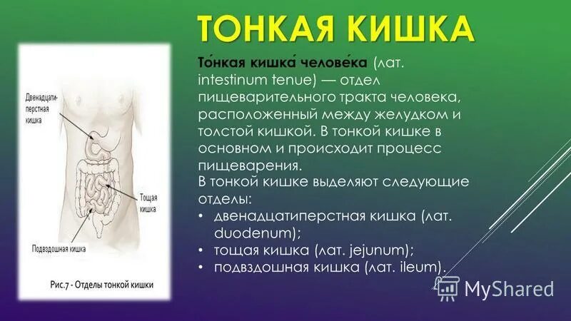 Процессф в тноком кишечни ке. Какой процесс происходит в тонком кишечнике человека. Какой процесс происходит в тонком кишечнике человека. Процессы в тонком кишечнике. Толстая кишка и тонкая кишка процессы пищеварения.