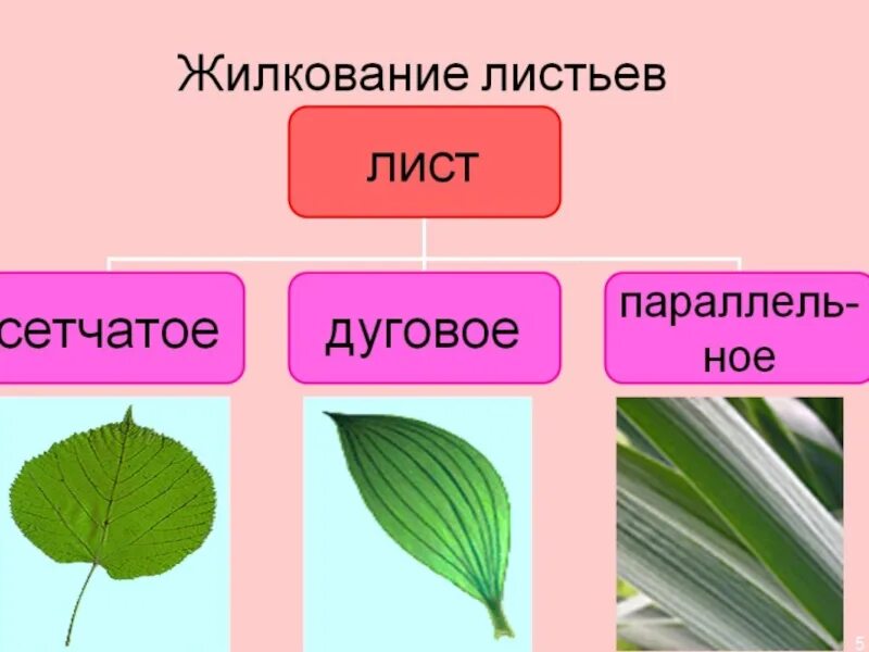 Сетчатое жилкование листьев имеют растения. Сетчатое параллельное и дуговое жилкование. Сетчатое жилкование листьев. Жилкование листьев сетчатое параллельное дуговое. Типы жилкования листовой пластинки.