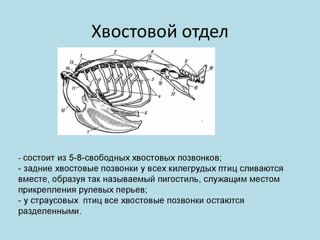 Хвостовой отдел у птиц. Хвостовые позвонки птиц. Позвоночник птиц. Хвостовой отдел в позвоночнике.