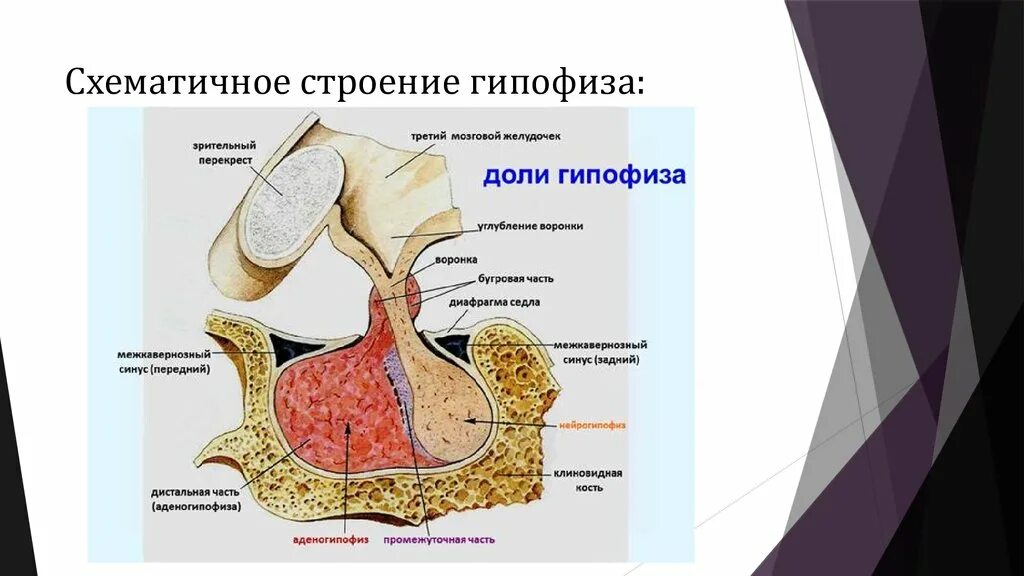 Место гипофиза. Гипофиз – расположение, доли. Гормоны гипофиза.. Анатомические структуры передней доли гипофиза. Строение гормонов аденогипофиза.