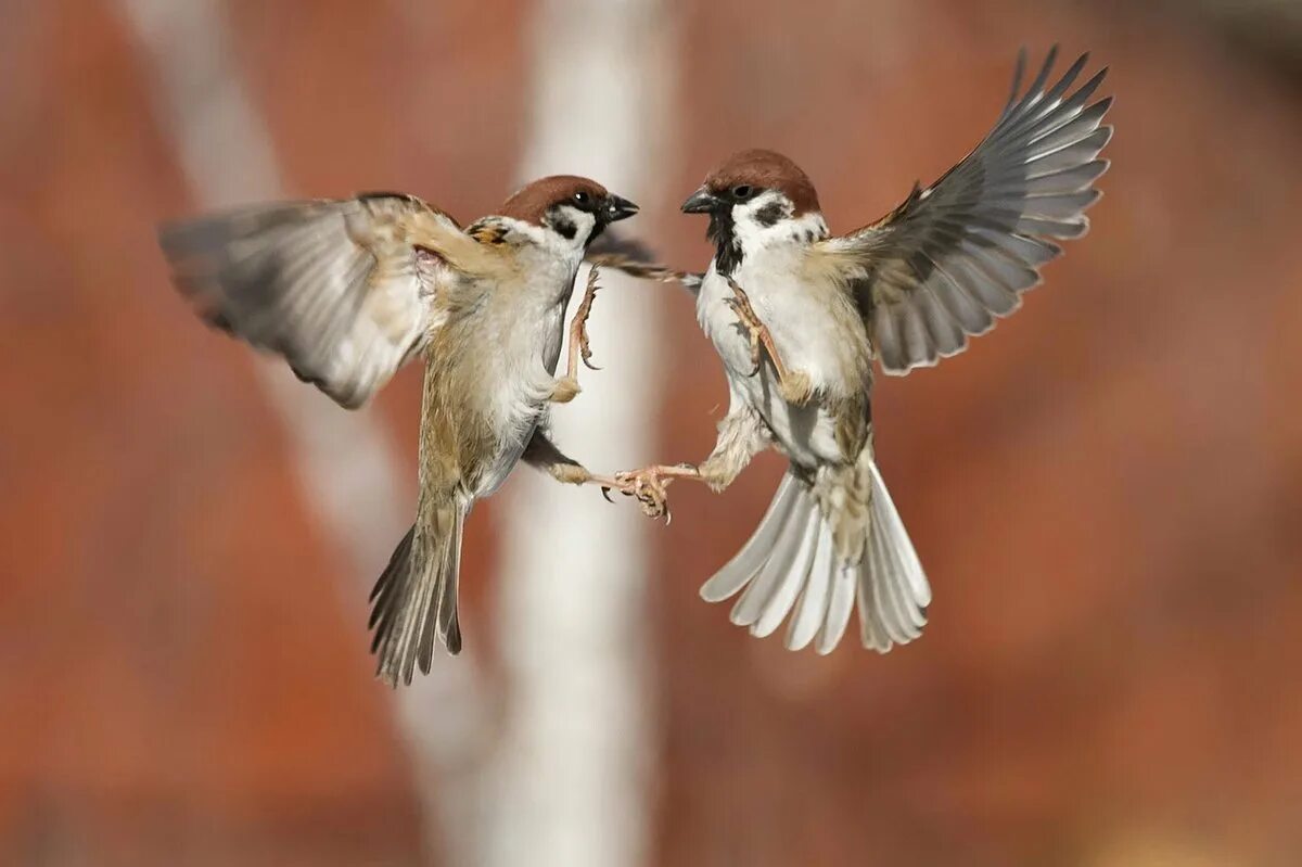 Птички синички и воробьи. Птицы фото. Птицы маленькие друзья. Птицы маленькие друзья. Воробушек в полете.