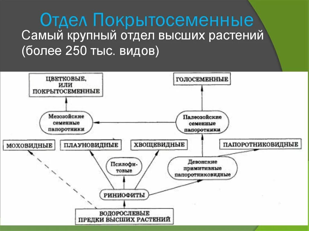 Усложнение организации покрытосеменных. Схема происхождения высших растений. Схема эволюционного развития растений.