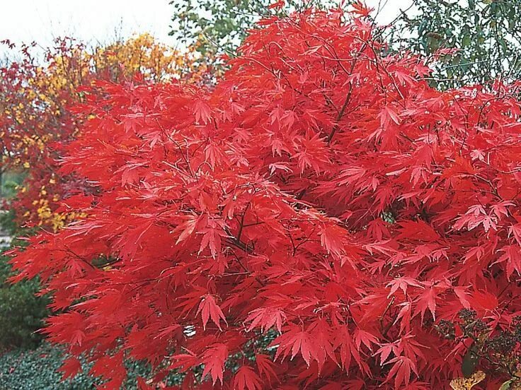 Клен пальмолистный вильсон пинк дварф. Acer palmatum katsura. Клен пальмолистный пинк дварф. Клен пинк дварф. Acer palmatum wilson's pink dwarf.