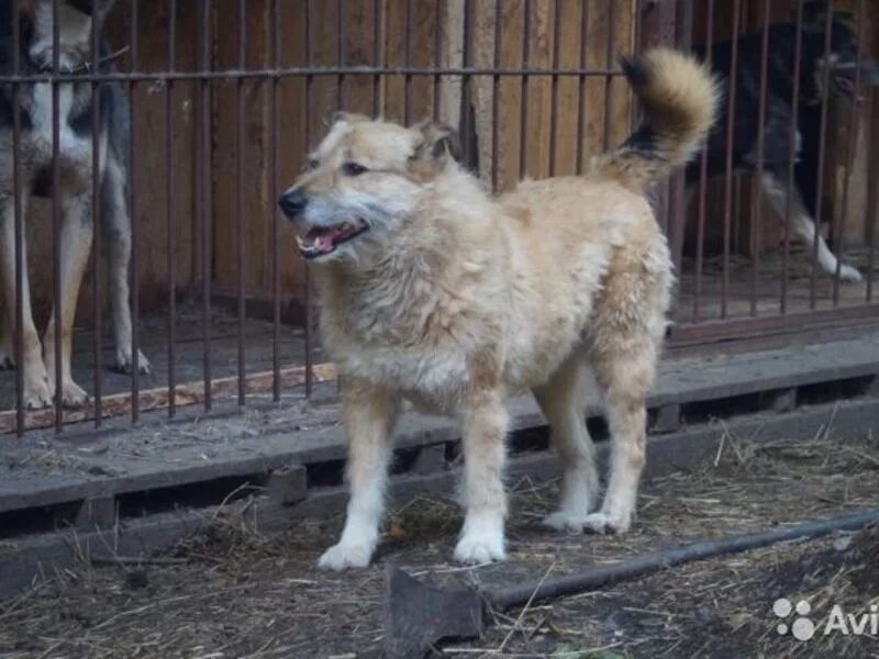 потеряшки барнаул собака. недоверчивая собака фото. сиба-ину породы собак. порода собак акита. собаку ай.