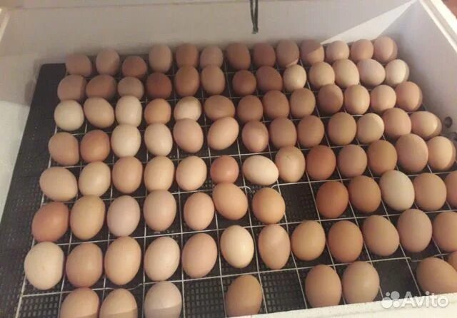 Яйцо доминанты купить. Инкубационное яйцо Доминант. Яйцо Доминанта. Гс229 Доминант яйцо. Доминант яйца купить.