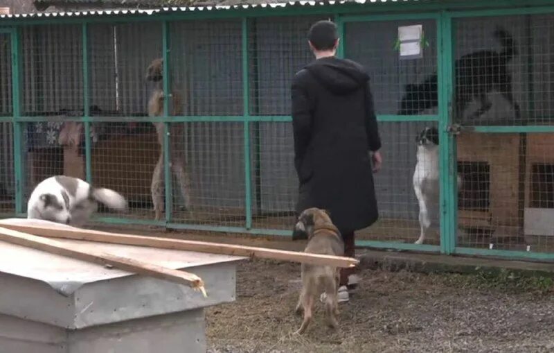 Новости про собаку сегодня. Собаки черкесск