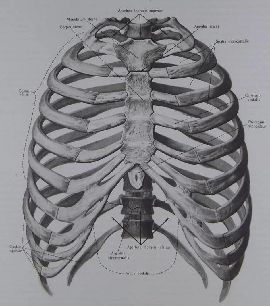 Скелет грудной клетки человека анатомия. Ребра анатомия Синельников. Грудная клетка человека анатомия рисунок.