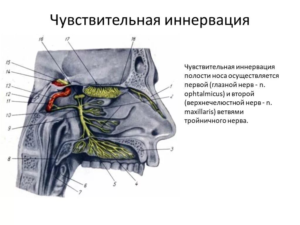 Иннервация слизистой оболочки носа. Иннервация полости носа осуществляется. Иннервация полости носа ЧМН. Иннервация слизистой верхнечелюстной пазухи.