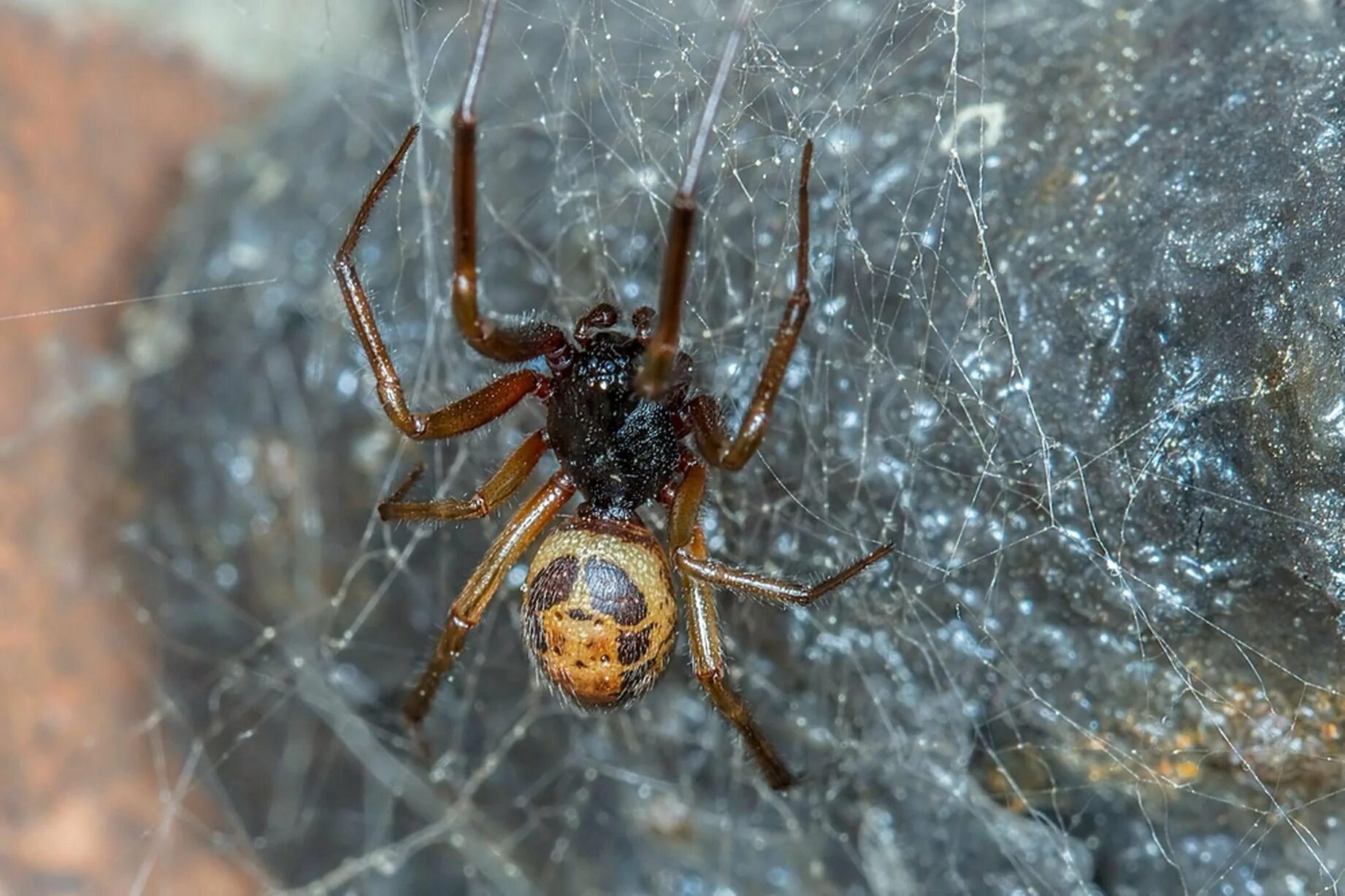 Steatoda Nobilis. Ложная чёрная вдова паук. Стеатода паук. Остров пауков. Ложная вдова