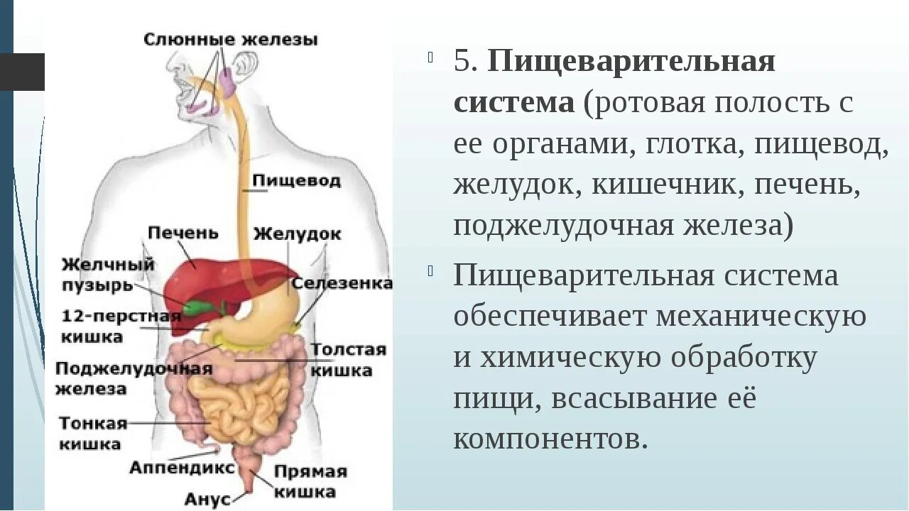 Пищеварение строение пищеварительной системы. Краткое строение пищеварительной системы. Пищеварительная система человека поджелудочная железа. Система пищеварения человека схема поджелудочная железа.