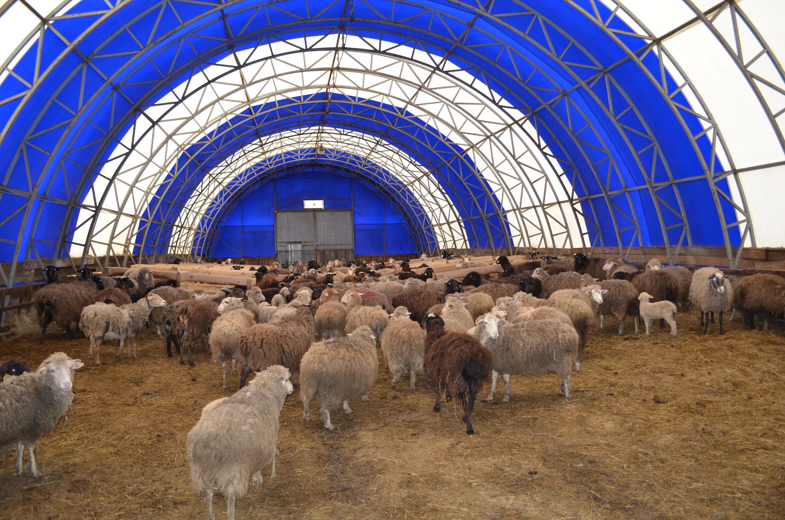 Откорм ягнят. Овцеводство овчарня. Проект овчарни на 100 овец. Овчарня для овец на 100 голов. Овчарня загон для овец.