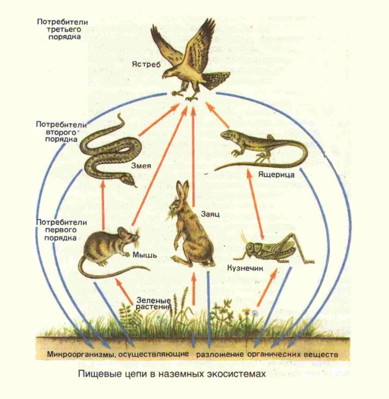 5 цепей питания луга. Цепи питания характерные для биоценоза Луга. Пищевая сеть экосистемы леса. Цепи питания природной экосистемы. Биоценоз сеть питания схема.