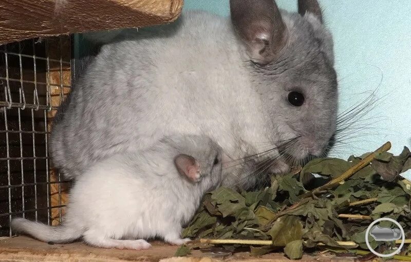 шиншилла девочка. помытые шиншиллы. шиншилла шуня. мир шиншилл. имена для шиншилл.