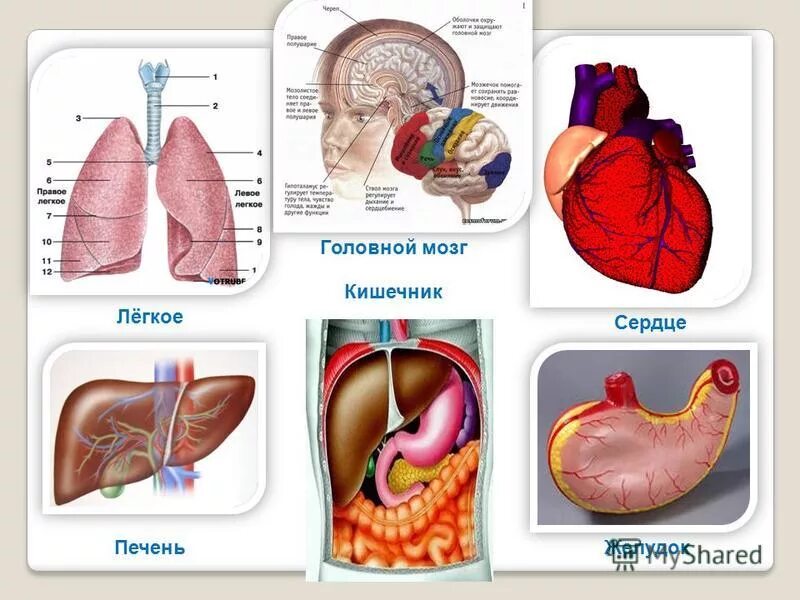 Желудок головной мозг печень. Желудок и сердце анатомия.
