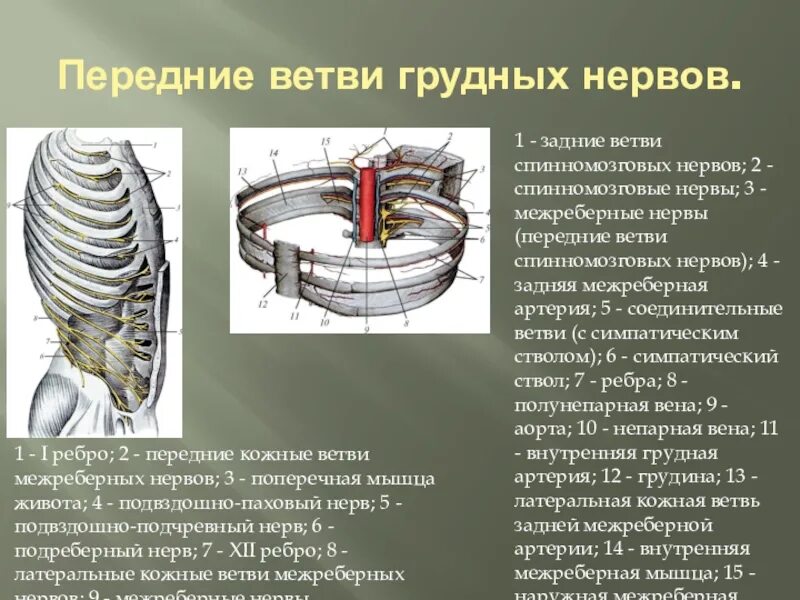 Передние ветви грудных спинномозговых нервов. Область иннервации межреберных нервов. Межрёберная невралгия спереди ребра. Грудные межреберные нервы анатомия.