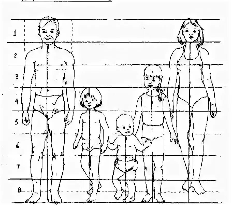 Сколько голов в взрослом человеке. Схема пропорций тела ребенка. Анатомия пропорции тела ребенка. Пропорции тела ребенка 5 лет. Пропорции детей для рисования.