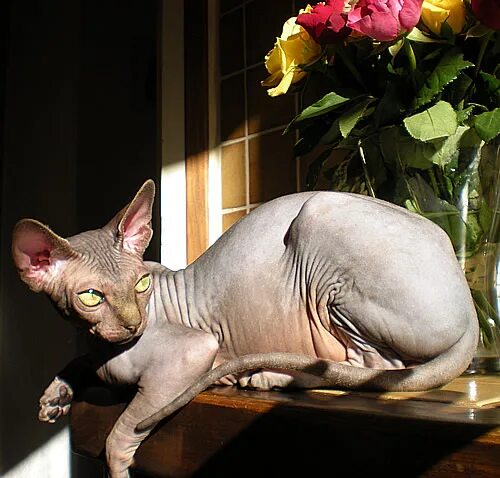 кошки породы сфинкс описание. кошка сфинкс характеристика породы. сфинкс канадский донской и петерболд. характеристика кошка канадский сфинкс. доклад о породе кошек сфинкс.