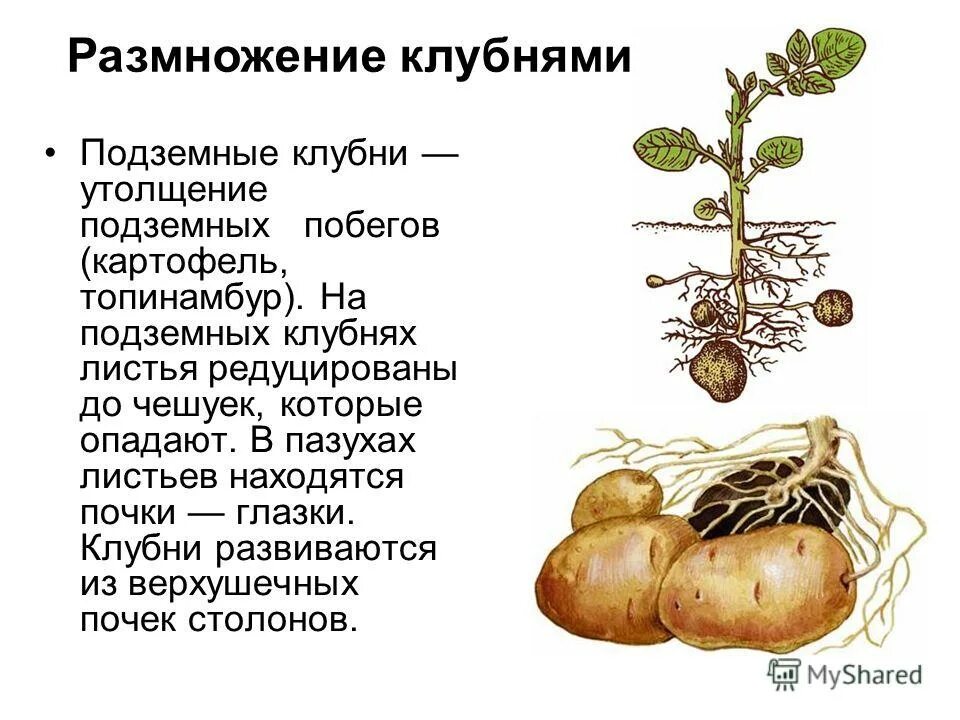 Почки в глазках картофеля. Клубень и столоны картофеля. Размножение клубнями описание. Столон подземный побег. Видоизменённые подземные побеги клубень.