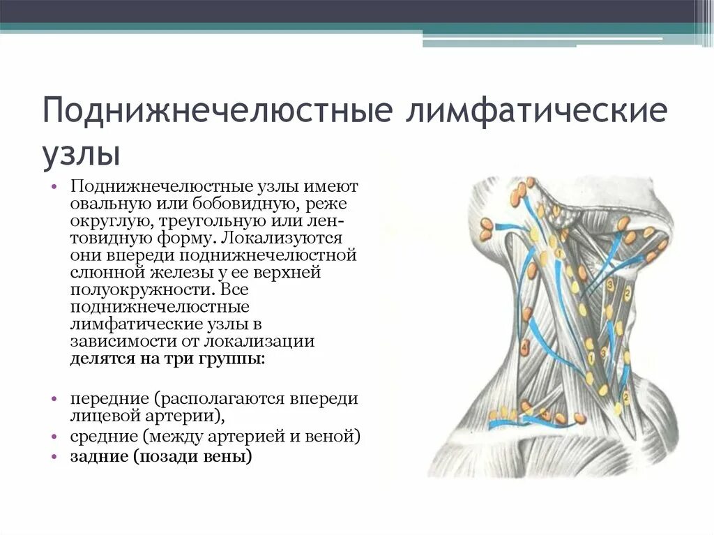 Размер подчелюстных лимфоузлов у взрослого. Поднижнечелюстные лимфоузлы узлы. Воспаление поднижнечелюстных лимфатических узлов. Лимфатические узлы головы. Поднтжнечелюстные лимфотичечкте узды.