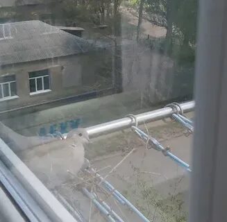 Птица ударилась в окно и упала примета
