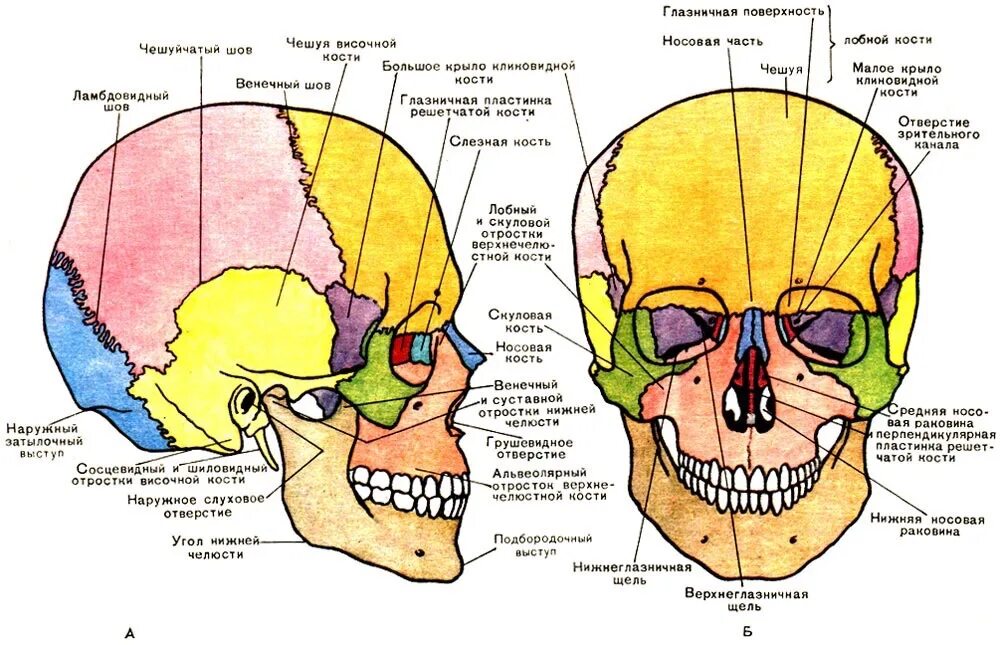 Части черепа человека названия. Анатомическое строение костей черепа. Строение черепа спереди и сбоку. Кости черепа анатомия атлас. Череп кости лица