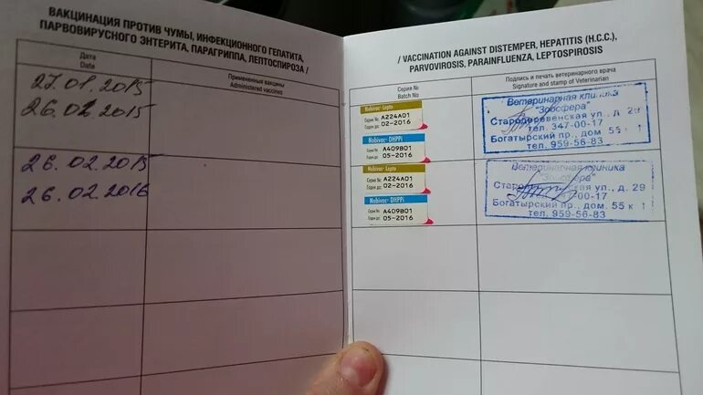 Первая прививка щенку возраст. Отметки о вакцинации в ветпаспорте. Отметки о првивиках в ветпасаорт.