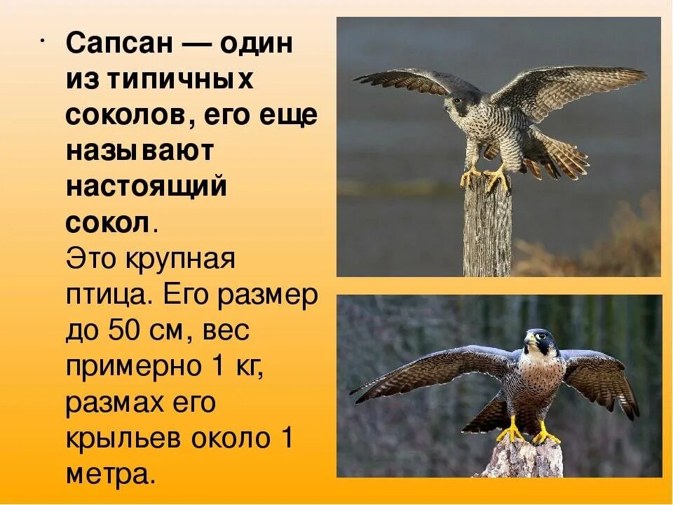 Птицы красной книги хмао югры. Сокол сапсан красная книга россии для детей. Сокол сапсан красная книга россии для детей. Сокол описание. Сокол сапсан описание.